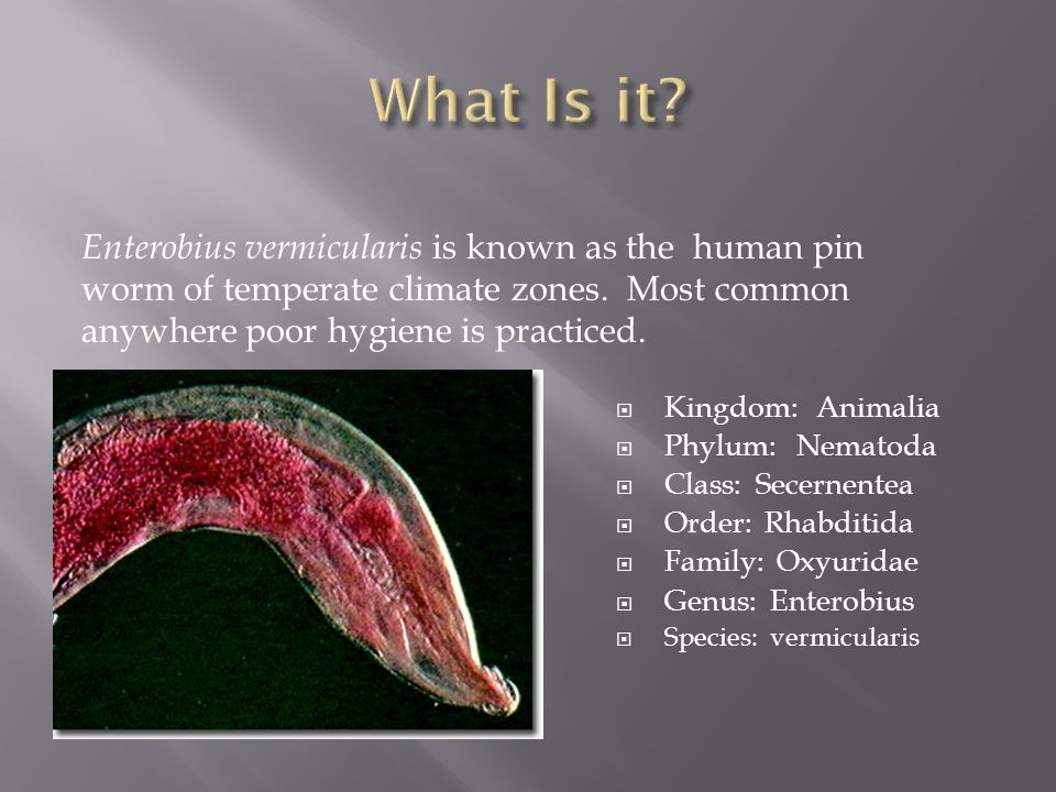 enterobius vermicularis phylum)